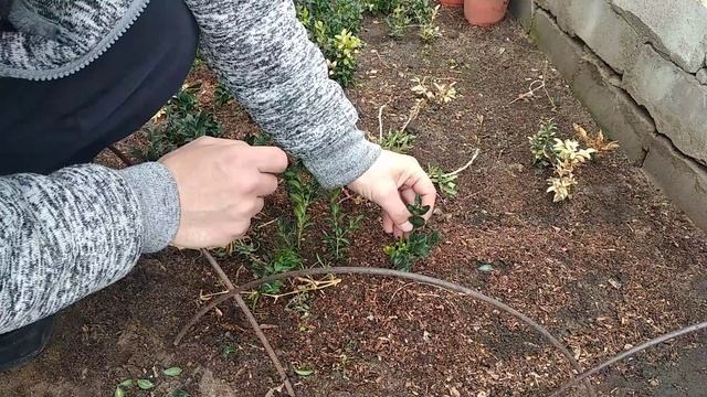 Самшит.Размножение. смотреть онлайн