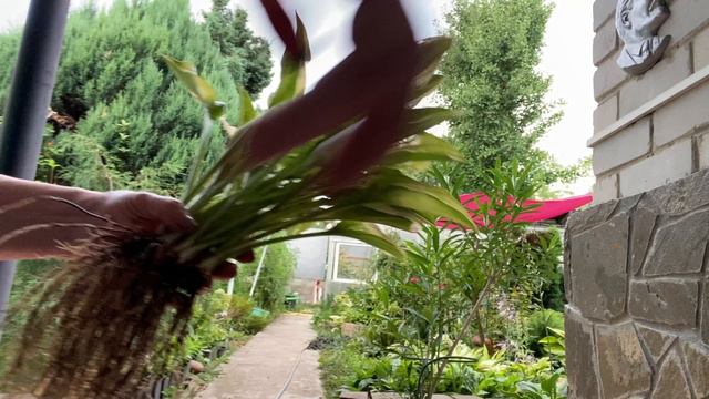 Десять лучших хост в моем саду👌Делю хосту. 🌞Отвечаю на вопросы🤗 смотреть онлайн
