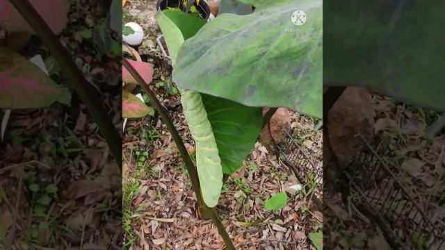 Colocasia Black Magic Veriegated : The underestimate beauty within... смотреть онлайн