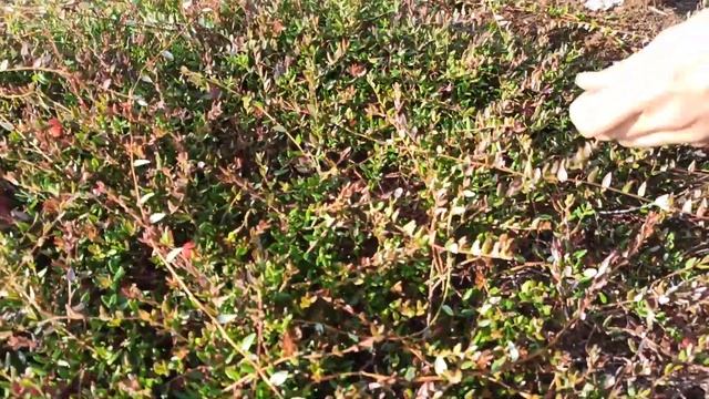 Архангельская клюквенная плантация - сбор клюквы сорта Фомич на маточнике 2017 года смотреть онлайн