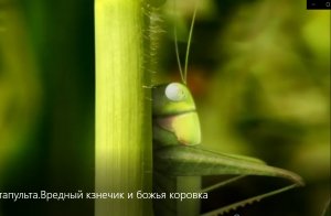 Сидел в траве кузнечик.Катапульта.Тайная жизнь букашек.