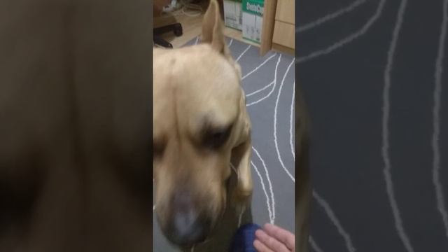 Не могу отправить спать 🐶🐕 собачку!!! Руфочка стаффордширский терьер. смотреть онлайн