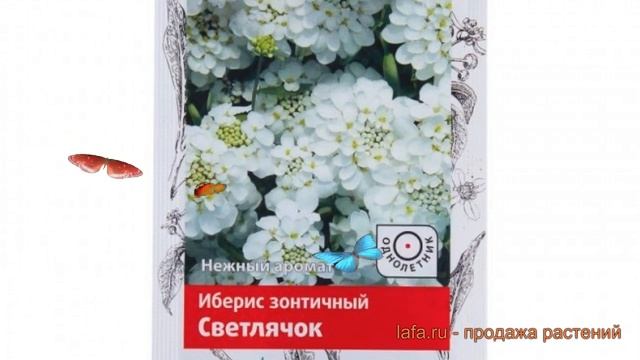 Иберис зонтичный зонтичный Светлячок ? обзор: как сажать, семена ибериса зонтичный Светлячок смотреть онлайн