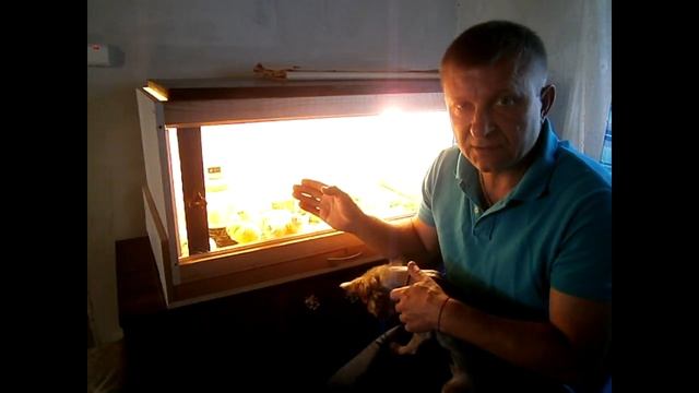 Суточные бройлеры КОББ 500 - содержание. смотреть онлайн