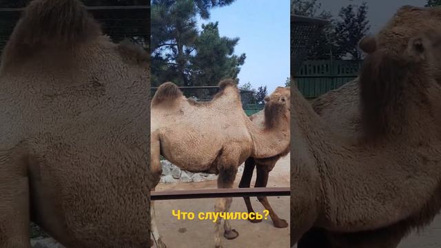 Крым сегодня, митингующий верблюд!!! смотреть онлайн