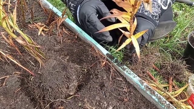 Пересадка лилий осенью. Как пересаживать лилии. смотреть онлайн