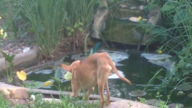 Любимый Сад & Ко мини водоём с водопадом смотреть онлайн