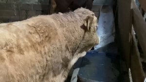 Какие бычки лучше для откорма или какие быки лучше набирают вес