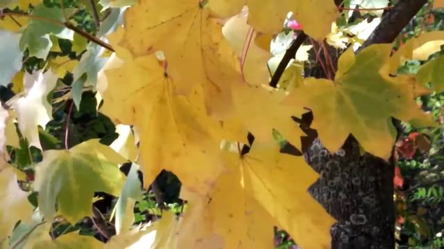 ЕСЛИ ТЫ РАЗЛЮБИЛА... Александр Харадуров. Авторская песня. Клип - Ирина Жукова-Каменских. смотреть онлайн