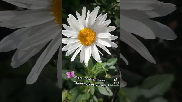 Любовь. #любовь #семья #жизньсовкусомсчастья #природа #foryou #цветы#душа #пожелания  #ромашка