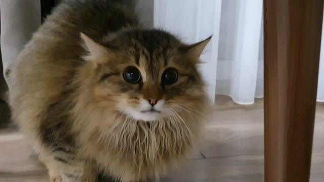 Васькины страшилки смотреть онлайн
