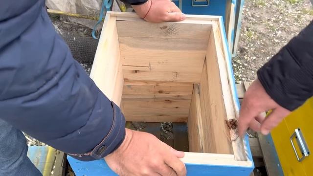 Наслідки перевезення бджіл на 1 км від пасіки,  Вулики на 8 рамок замість 12. смотреть онлайн