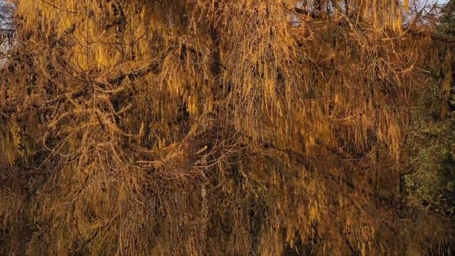 "Perły Lusławic - Muzyczne Arboretum" - Larix Kaempferi (Modrzew japoński) смотреть онлайн