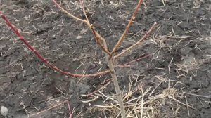 Обрезка персика весной. Первый, второй год от посадки.