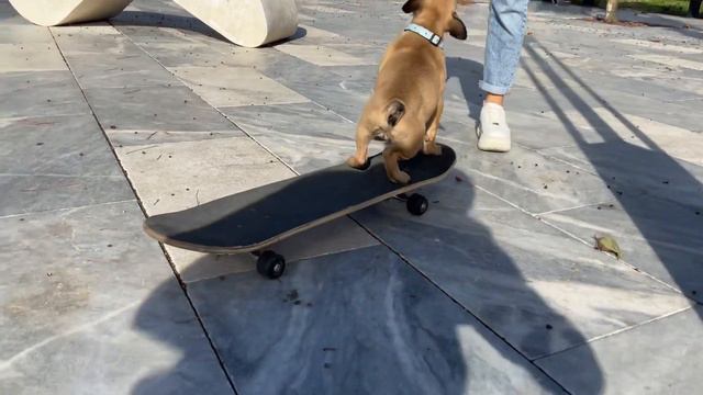 Как научить щенка французского бульдога ездить на скейте🛹