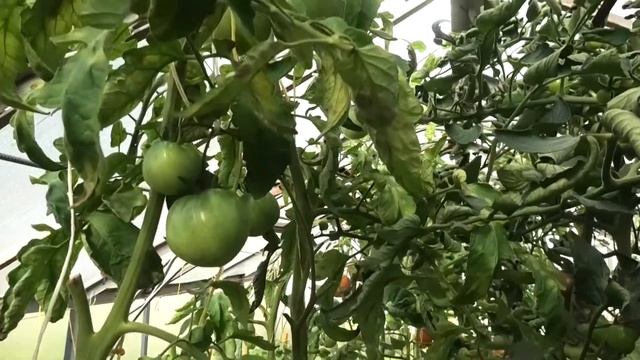 Стройка Плюс Минус