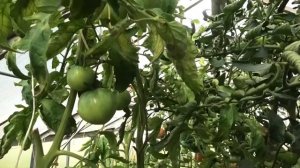 ? Томат АБРЕК F1 | Чертовски вкусный томат | Томаты вятской селекции