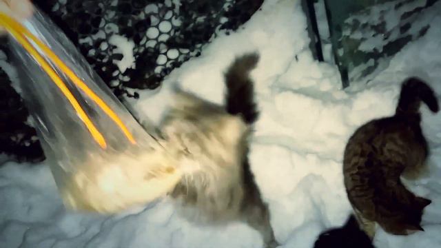 Голодные коты - ЖЕСТЬ :))) смотреть онлайн