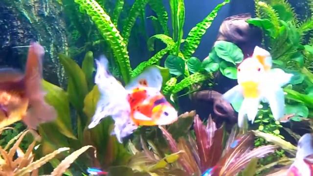 Аквариумные рыбки 4 смотреть онлайн