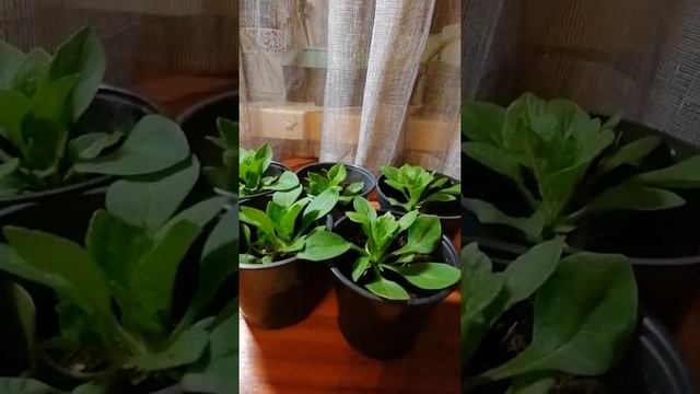 Уход за петуниями, частые ошибки в уходе смотреть онлайн
