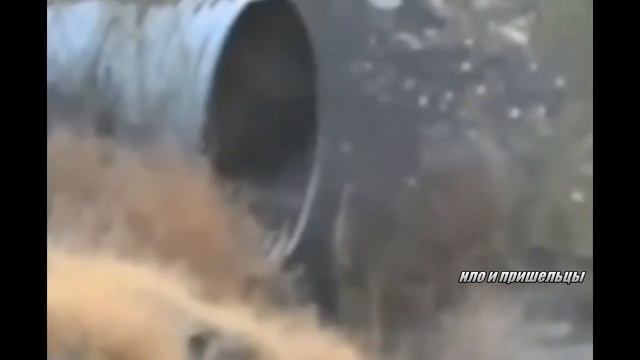 Реальный пришелец на видео смотреть онлайн
