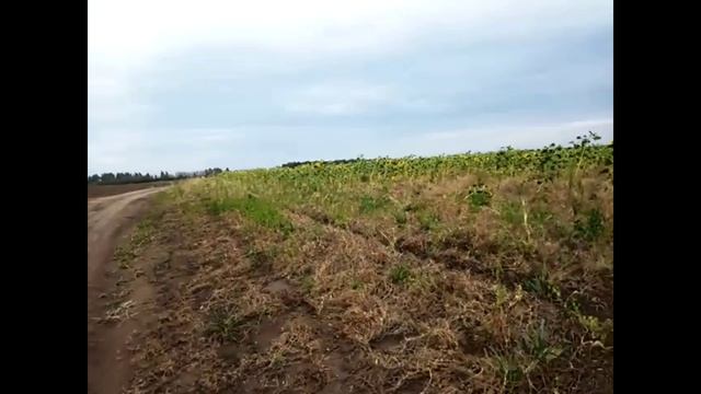 Уборка СУПЕР гороха 2022.mp4