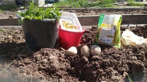 ПОСАДКА КАРТОФЕЛЯ В ТЁПЛЫЕ ГРЯДКИ«ЗАЩИТА ОТ ПРОВОЛОЧНИКА»!!!