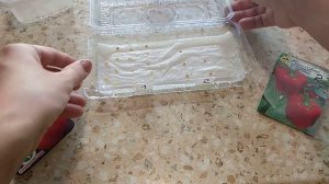 Выращиваю семена в бутылке. Самый простой способ для рассады.