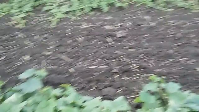 24 июня первая выборка огурцов. смотреть онлайн