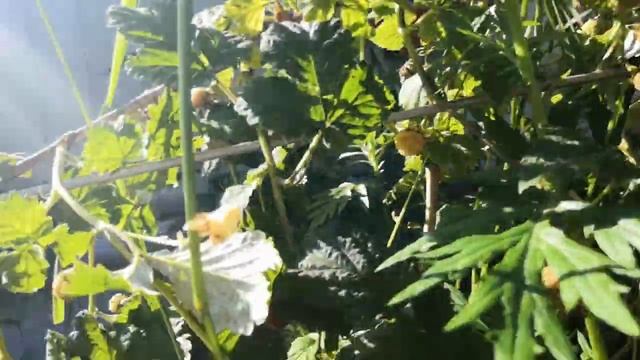 Как правильно обрезать малину летом. смотреть онлайн