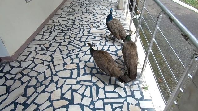 Пансионат «Айтар» [ПОЛНЫЙ ОБЗОР] территории / Абхазия Сухум / День Маленький дождик август 2021 смотреть онлайн