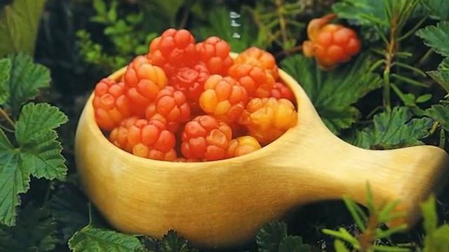 природа севера (морошка) смотреть онлайн