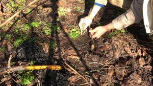 10 ПОДЪЕМНЫХ ПЕТЕЛЬ В ОДНОМ МЕСТЕ / ФАЗАНУ НЕ ПРОЙТИ /  Ловушки на фазана и не только