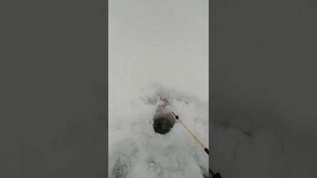 Третий день рыбалки в таёжной речке, приятного просмотра) смотреть онлайн