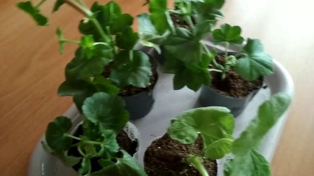 Посылка ПЕЛАРГОНИЙ в феврале отлично дошла. смотреть онлайн