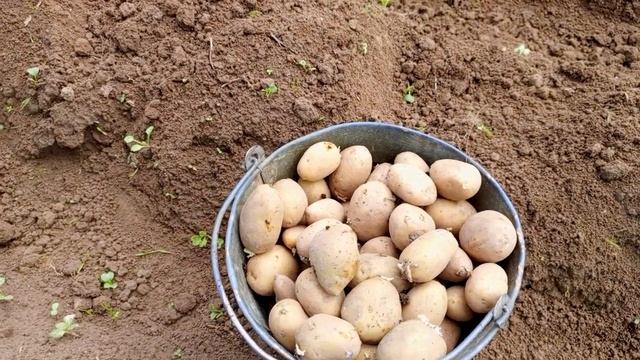 Как правильно сажать картофель, чтобы был большой урожай! Новый способ посадки картофеля смотреть онлайн