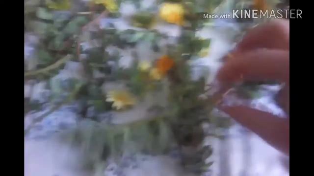 Сушим цветущий ПОРТУЛАК и др.травы в конце лета! смотреть онлайн