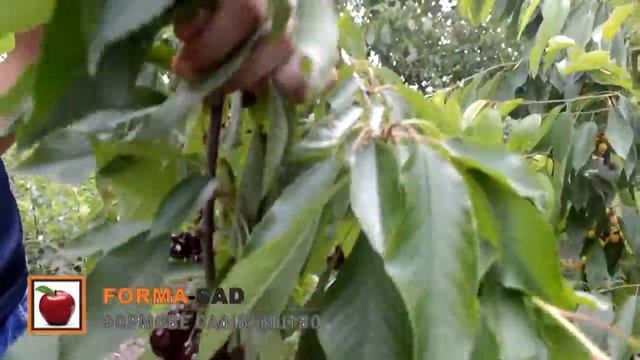 Черешня "Sweet fruitful" смотреть онлайн