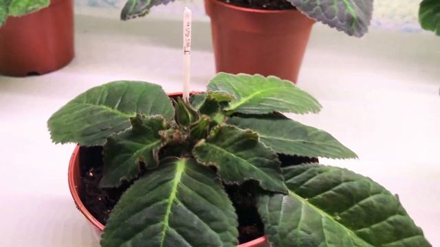 Глоксинии через 6 недель после посадки смотреть онлайн