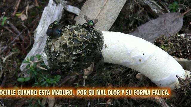 HONGO PHALLUS IMPUDICUS смотреть онлайн