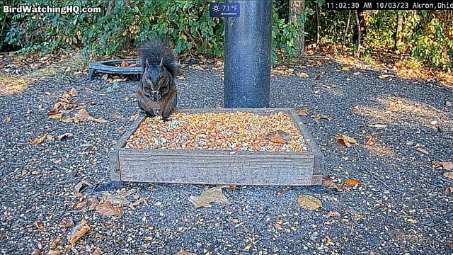 Черная белка при виде серой белки возмущается хвостом#Cam in Ohio! смотреть онлайн