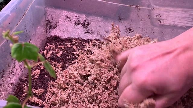 ГРУНТ для БЕГОНИИ, какой лучше и почему. Лучший состав для бегонии ампельной, клубневой