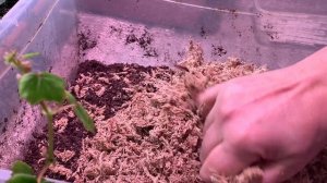 ГРУНТ для БЕГОНИИ, какой лучше и почему. Лучший состав для бегонии ампельной, клубневой