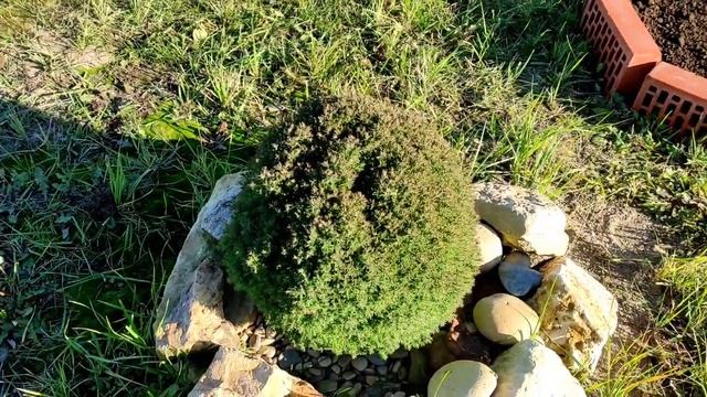 Декоративные хвойные в моем саду. смотреть онлайн