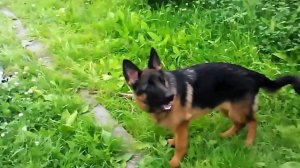 Немецкая овчарка в 4 месяца