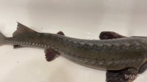 Как подготовить осетра к горячему копчению чтобы был красивый.