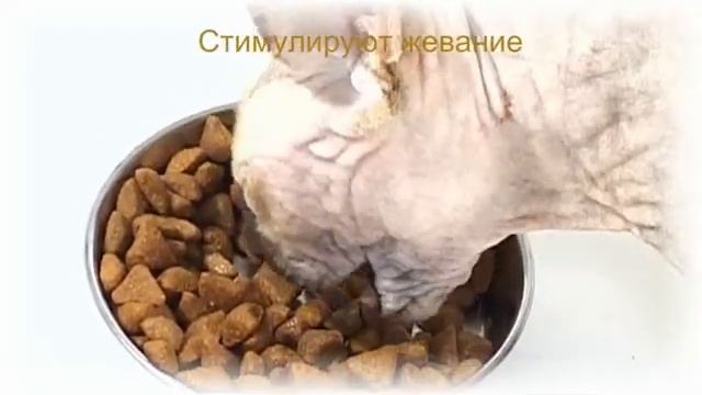 Роял Канин Сфинкс смотреть онлайн