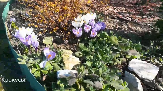 18 апреля 2021 года, первоцветы в моём саду: пушкиния, сцилла, крокусы; цветочные почки рододендрон