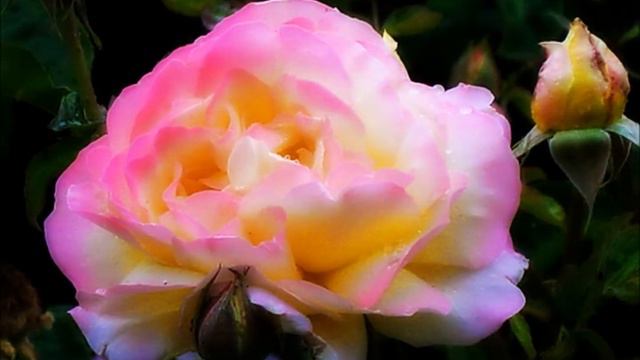 Bees and Flowers Slide Show With Music смотреть онлайн