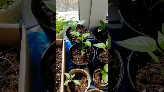 Первая рассада смотреть онлайн